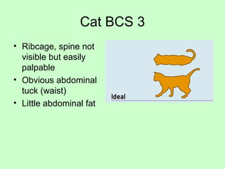 Cat BCS 3
• Ribcage, spine not
visible but easily
palpable
• Obvious abdominal
tuck (waist)
• Little abdominal fat
 