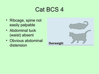 Cat BCS 4
• Ribcage, spine not
easily palpable
• Abdominal tuck
(waist) absent
• Obvious abdominal
distension
 