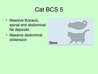 Cat BCS 5
• Massive thoracic,
spinal and abdominal
fat deposits
• Massive abdominal
distension
 