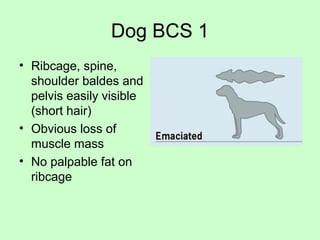 Dog BCS 1
• Ribcage, spine,
shoulder baldes and
pelvis easily visible
(short hair)
• Obvious loss of
muscle mass
• No palpable fat on
ribcage
 