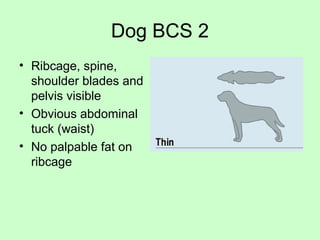 Dog BCS 2
• Ribcage, spine,
shoulder blades and
pelvis visible
• Obvious abdominal
tuck (waist)
• No palpable fat on
ribcage
 
