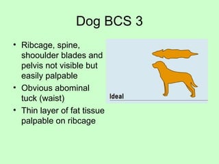 Dog BCS 3
• Ribcage, spine,
shooulder blades and
pelvis not visible but
easily palpable
• Obvious abominal
tuck (waist)
• Thin layer of fat tissue
palpable on ribcage
 