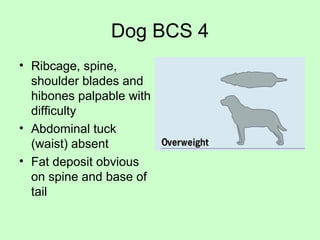 Dog BCS 4
• Ribcage, spine,
shoulder blades and
hibones palpable with
difficulty
• Abdominal tuck
(waist) absent
• Fat deposit obvious
on spine and base of
tail
 