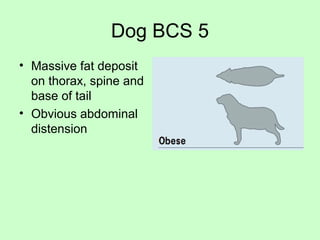 Dog BCS 5
• Massive fat deposit
on thorax, spine and
base of tail
• Obvious abdominal
distension
 