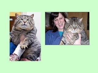 Nus   body condition score cat dog 2009