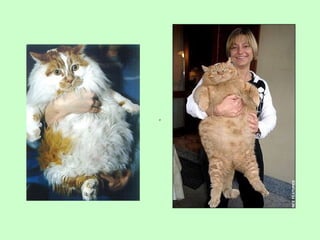 Nus   body condition score cat dog 2009