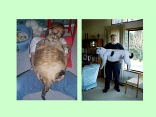 Nus   body condition score cat dog 2009