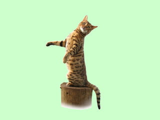 Nus   body condition score cat dog 2009