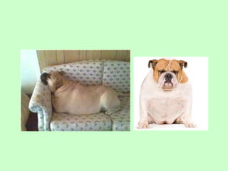 Nus   body condition score cat dog 2009