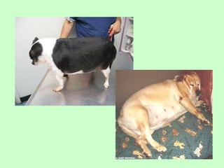 Nus   body condition score cat dog 2009
