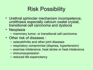Risk Possibility
• Urethral sphincter mechanism incompetence,
urolithiasis especially calcium oxalat crystal,
transitional cell carcinoma and dystocia
• Neoplasia
– mammary tumor, or transitional cell carcinoma
• Other risk of diseases :
– osteoatrhritis and other joint diseases
– respiratory compromise (dispnea, hypertension)
– exercise intolerance, heat stroke or heat intolerance
– immunosupression
– reduced life expenctancy
 
