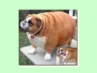 Nus   body condition score cat dog 2009