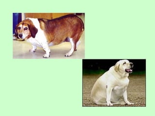 Nus   body condition score cat dog 2009