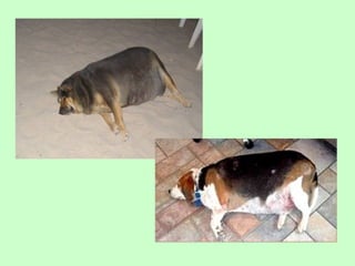 Nus   body condition score cat dog 2009