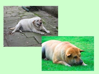 Nus   body condition score cat dog 2009