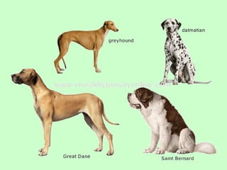 Nus   body condition score cat dog 2009