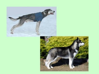 Nus   body condition score cat dog 2009