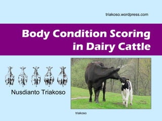 Body Condition Scoring 
in Dairy Cattle 
Nusdianto Triakoso 
triakoso.wordpress.com 
triakoso 
 