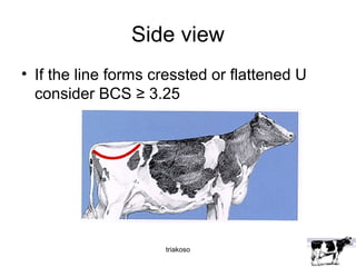 Side view 
• If the line forms cressted or flattened U 
consider BCS ≥ 3.25 
triakoso 
 