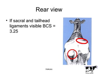 Rear view 
• If sacral and tailhead 
ligaments visible BCS = 
3.25 
triakoso 
 