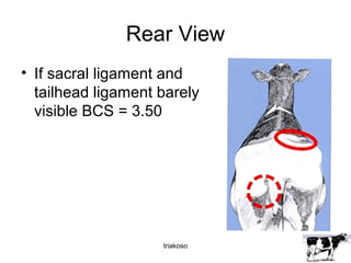 Rear View 
• If sacral ligament and 
tailhead ligament barely 
visible BCS = 3.50 
triakoso 
 