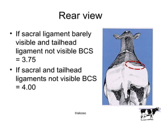 Rear view 
• If sacral ligament barely 
visible and tailhead 
ligament not visible BCS 
= 3.75 
• If sacral and tailhead 
ligaments not visible BCS 
= 4.00 
triakoso 
 
