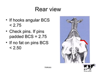 Rear view 
• If hooks angular BCS 
< 2.75 
• Check pins. If pins 
padded BCS = 2.75 
• If no fat on pins BCS 
< 2.50 
triakoso 
 
