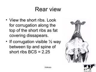 Rear view 
• View the short ribs. Look 
for corrugation along the 
top of the short ribs as fat 
covering dissapears. 
• If corrugation visible ½ way 
between tip and spine of 
short ribs BCS = 2.25 
triakoso 
 