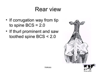 Rear view 
• If corrugation way from tip 
to spine BCS = 2.0 
• If thurl prominent and saw 
toothed spine BCS < 2.0 
triakoso 
 