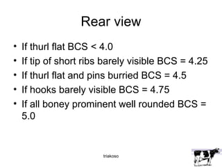 Rear view 
• If thurl flat BCS < 4.0 
• If tip of short ribs barely visible BCS = 4.25 
• If thurl flat and pins burried BCS = 4.5 
• If hooks barely visible BCS = 4.75 
• If all boney prominent well rounded BCS = 
5.0 
triakoso 
 