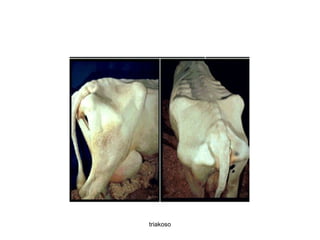 triakoso 
 