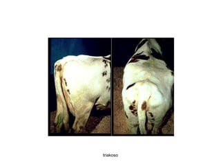 triakoso 
 