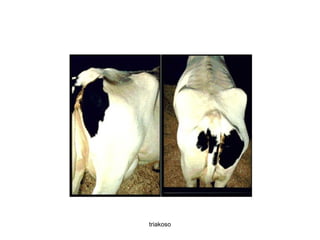 triakoso 
 