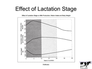 Effect of Lactation Stage 
triakoso 
 