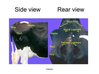 Side view Rear view 
triakoso 
 