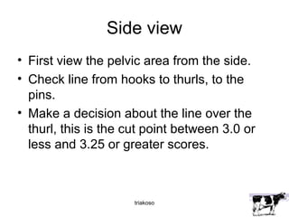 Side view 
• First view the pelvic area from the side. 
• Check line from hooks to thurls, to the 
pins. 
• Make a decision about the line over the 
thurl, this is the cut point between 3.0 or 
less and 3.25 or greater scores. 
triakoso 
 