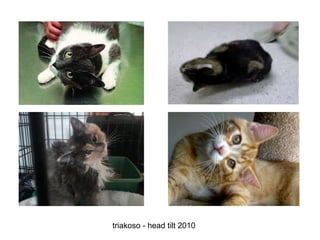 triakoso - head tilt 2010

 