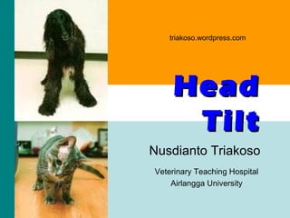 triakoso.wordpress.com

Head
Tilt
Nusdianto Triakoso
Veterinary Teaching Hospital
Airlangga University
triakoso - head tilt 2010

 