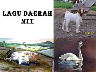 LAGU DAERAH
    NTT
 