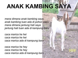 ANAK KAMBING SAYA
mana dimana anak kambing saya
anak kambing tuan ada di pohon waru
mana dimana jantung hati saya
jantung hati tuan ada di kampung baru

caca marica he hei
caca marica he hei
caca marica ada di kampung baru

caca marica he hey
caca marica he hey
caca marica ada di kampung baru
 