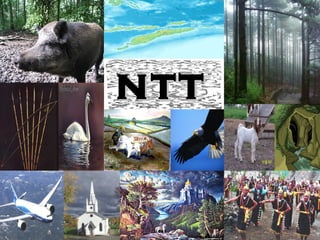 ntt
 