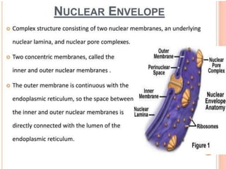 NUSRING INTRODUCTION TO PHYSIOLOGY.powerpoint