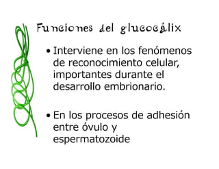 Funciones del glucocálix
 • Interviene en los fenómenos
   de reconocimiento celular,
   importantes durante el
   desarrollo embrionario.

 • En los procesos de adhesión
   entre óvulo y
   espermatozoide
 