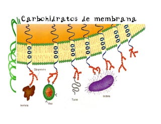 Carbohidratos de membrana
 