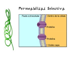 Permeabilidad Selectiva
 