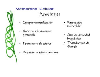 Membrana Celular
                funciones
 • Compartamentalización          • Interacción
                                    intercelular
 • Barrera selectivamente
   permeable                      • Sitio de actividad
                                    bioquímica
 • Transporte de solutos          • Transducción de
                                    Energía
 • Respuesta a señales externas
 