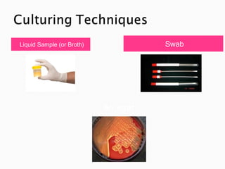 Liquid Sample (or Broth)             Swab




                           An agar
 