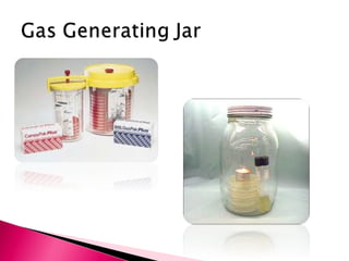 Nut3 bacterial cultivation