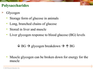 © 2010 Pearson Education, Inc.
Polysaccharides
 Glycogen
• Storage form of glucose in animals
• Long, branched chains of glucose
• Stored in liver and muscle
• Liver glycogen response to blood glucose (BG) levels
 BG  glycogen breakdown   BG
• Muscle glycogen can be broken down for energy for the
muscle
 