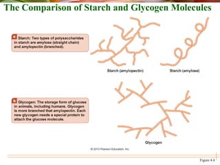 Figure 4.4
The Comparison of Starch and Glycogen Molecules
 